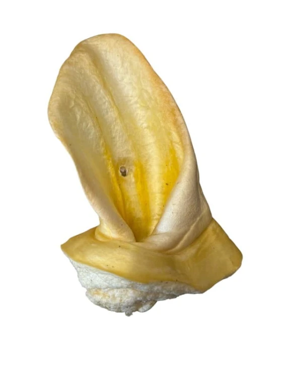 Abakus Ucho Wołowe Białe naturalny gryzak dla psa 1 sztuka