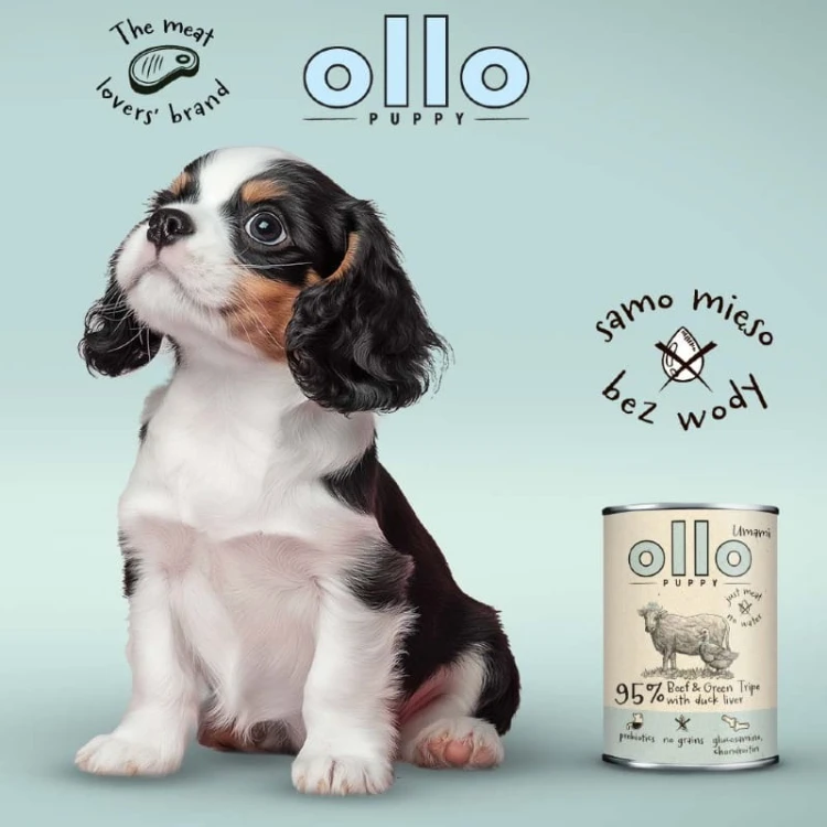 szczeniak obok karmy Ollo Puppy wołowina zielone żwacze