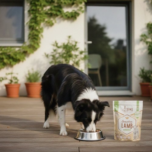 Czarno-biały pies jedzący karmę Bemo Sensitive Lamb z miski na tarasie