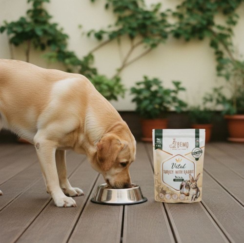 Labrador jedzący karmę Bemo Vital Turkey with Rabbit z miski na tarasie