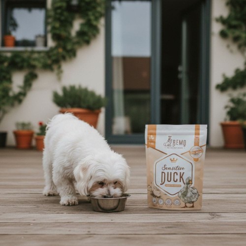 Pies małej rasy je suchą karmę Bemo Sensitive Duck na drewnianym tarasie.jpg