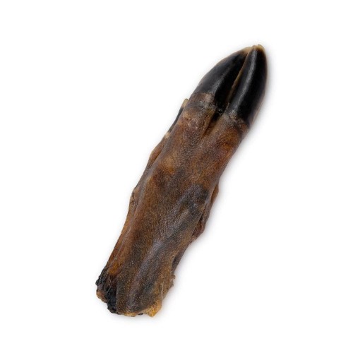 Uniszki Racica dzika – suszona racica z widoczną strukturą