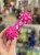 IMG_6695.jpeg