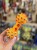 IMG_6696.jpeg
