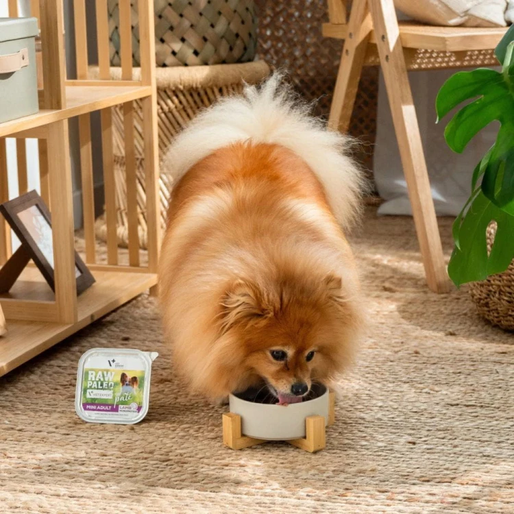 Pies małej rasy jedzący mokrą karmę Vet Expert Raw Paleo Pate Mini Adult Lamb 150 g