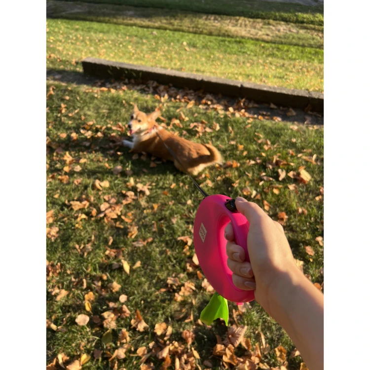 WAUDOG R-leash podczas spaceru z psem na zewnątrz