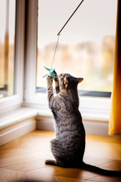 Kot bawiący się zieloną wędką Zolux KALI