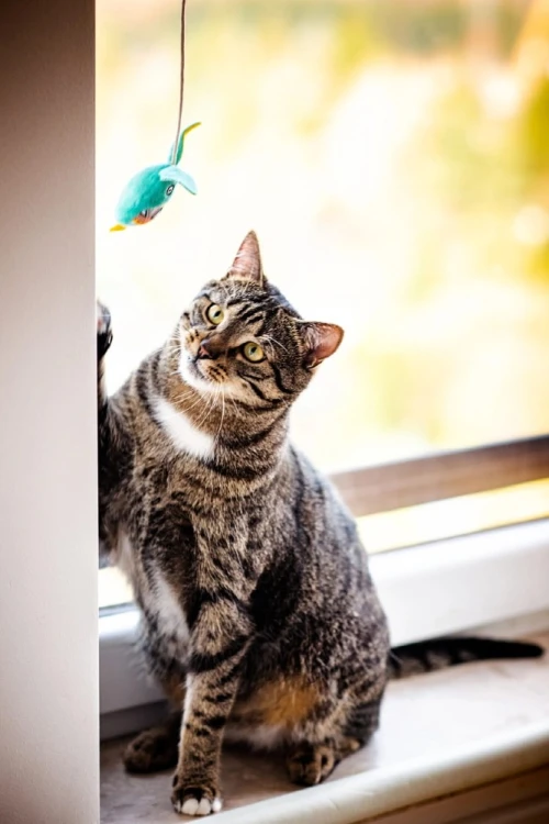 Kot obserwujący zieloną zabawkę Zolux KALI