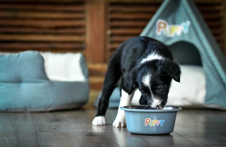 Szczeniak przy niebieskiej misce ZOLUX Puppy podczas posiłku