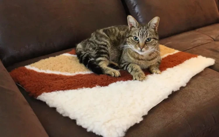 Kot leżący na ZOLUX Dry Bed posłaniu izolującym wzór tęczy 50 x 60 cm