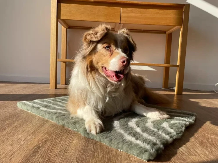 Pies leżący na posłaniu ZOLUX Dry Bed wzór łuków 50 x 70 cm