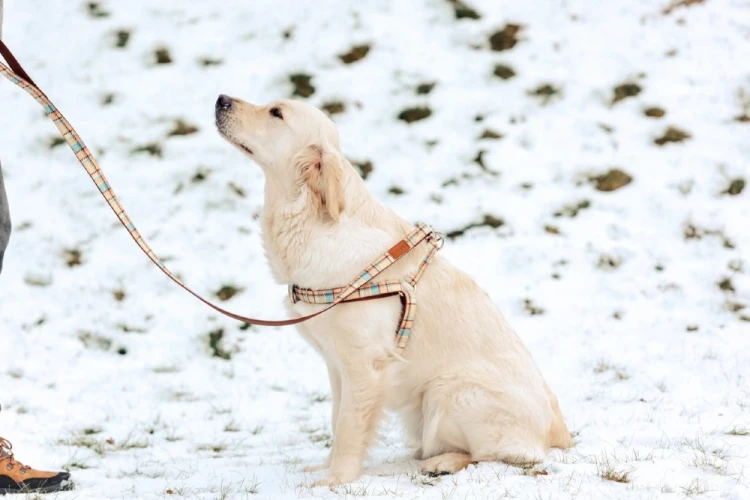 Pies w niebieskich szelkach ZOLUX IMAO Scott 25 mm na śniegu