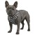Pies w szelkach WAUDOG Mesh we wzorze Zebra