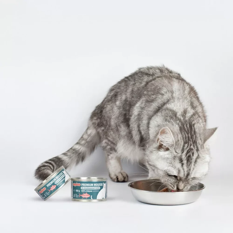 Kot jedzący karmę z miski obok puszek Comfy Appetit Premium Mousse Sterilized z tuńczykiem