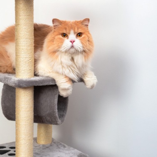 Kot leżący na półce szarego drapaka Mr. Pretzel BobCat obok słupka do drapania