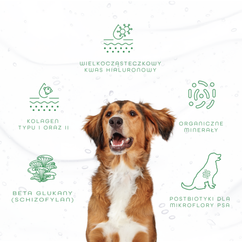 Pies i grafika składników GastricAid Dog: kwas hialuronowy, kolagen typu I i II, beta-glukany, organiczne minerały i postbiotyki